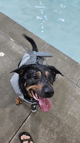 *Kronos*, an adoptable Beauceron in Salt Lake City, UT, 84123 | Photo Image 3