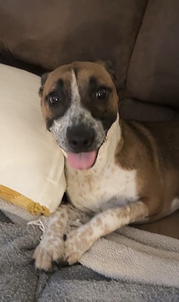 Pippy
