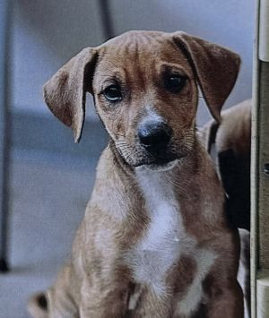Thistle, Baby Female Terrier
