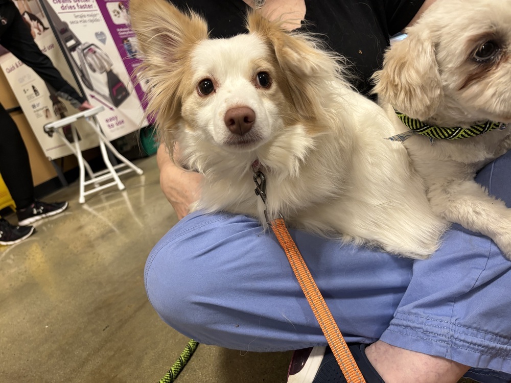 Tango Mango, an adoptable Spitz in Powder Springs, GA, 30127 | Photo Image 2