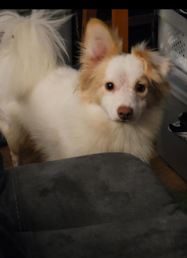 Tango Mango