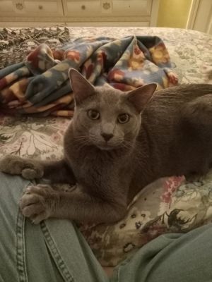KJ, Adult Male unknown