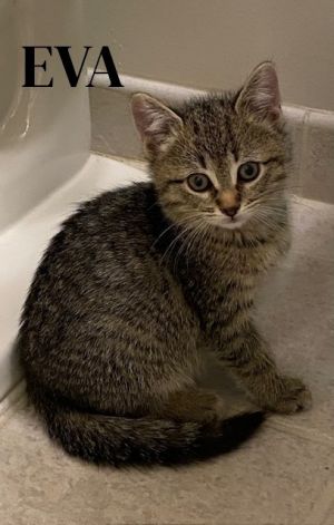 Eva, Baby Female Domestic Short Hair