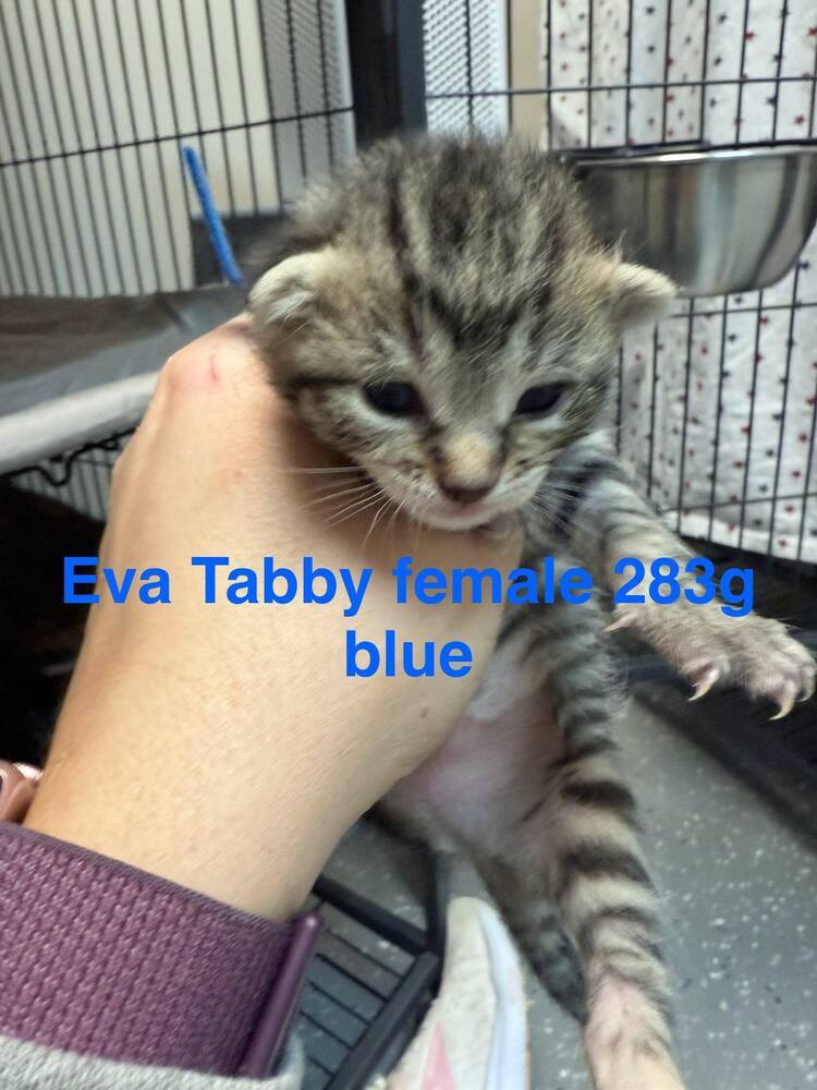 Eva