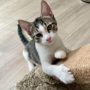 Origami, Baby Female Domestic Short Hair