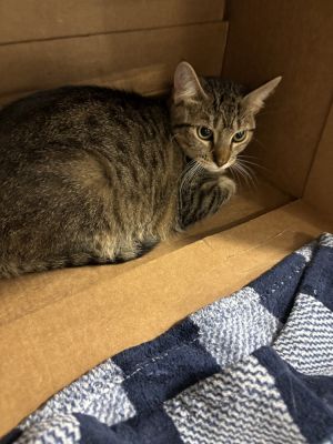 Tybolt, Young Male Domestic Short Hair