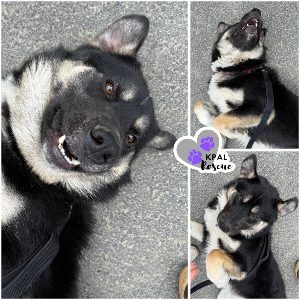 Elmo, an adoptable Mixed Breed in Kenai, AK, 99611 | Photo Image 1