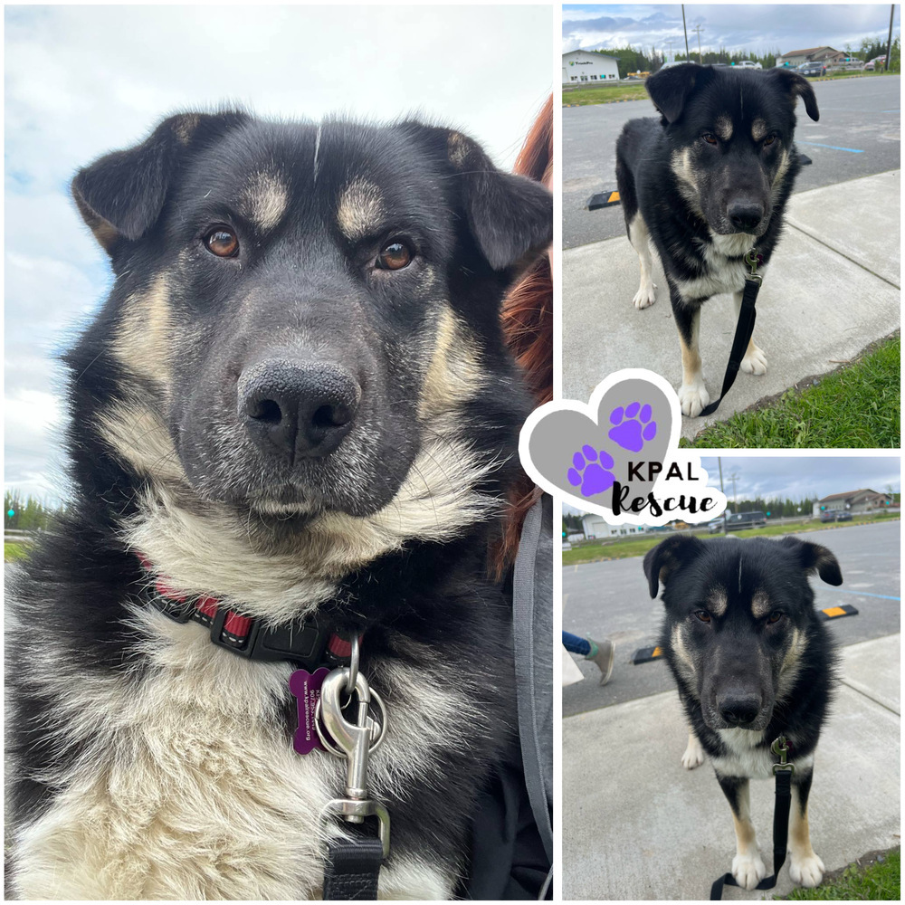Elmo, an adoptable Mixed Breed in Kenai, AK, 99611 | Photo Image 2