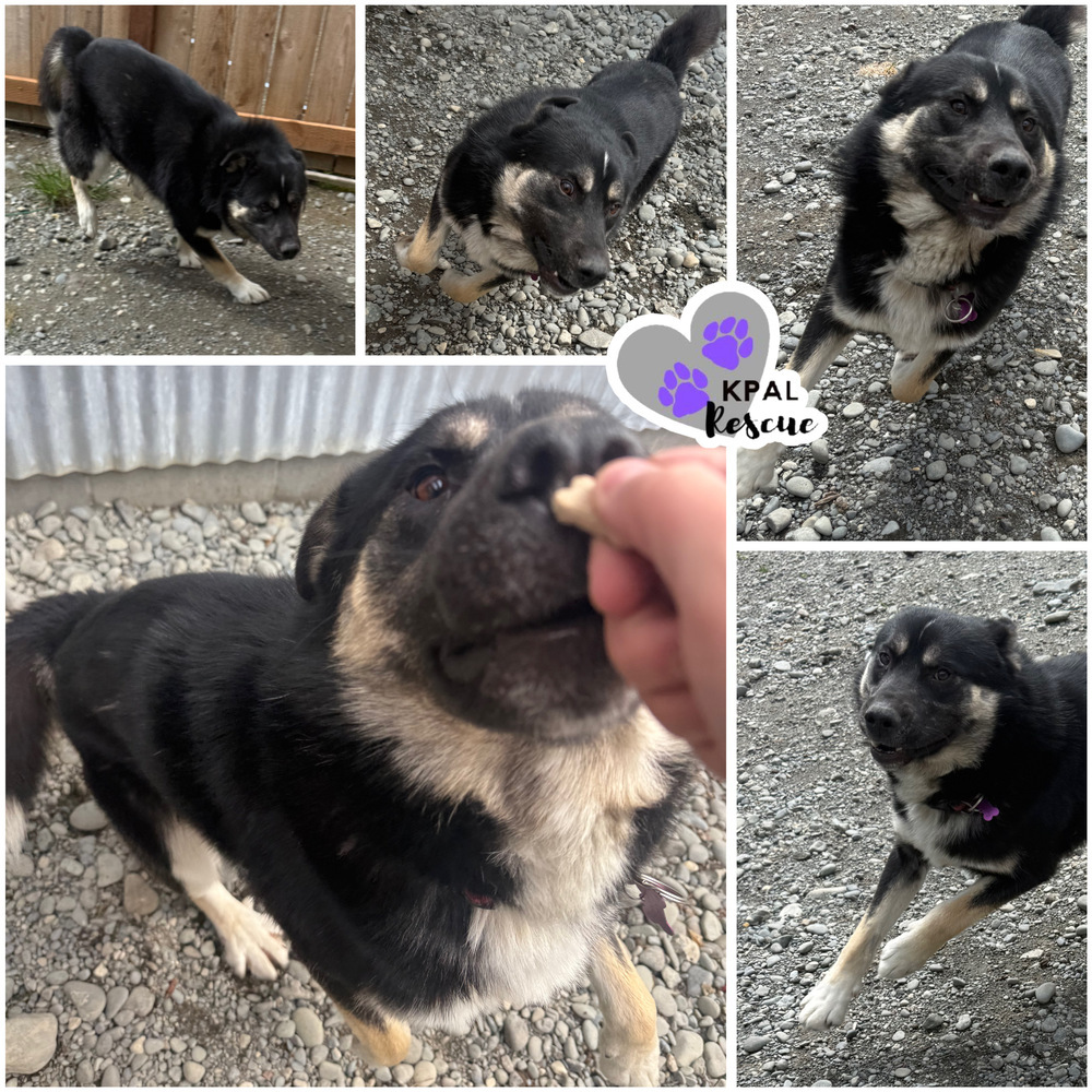 Elmo, an adoptable Mixed Breed in Kenai, AK, 99611 | Photo Image 3