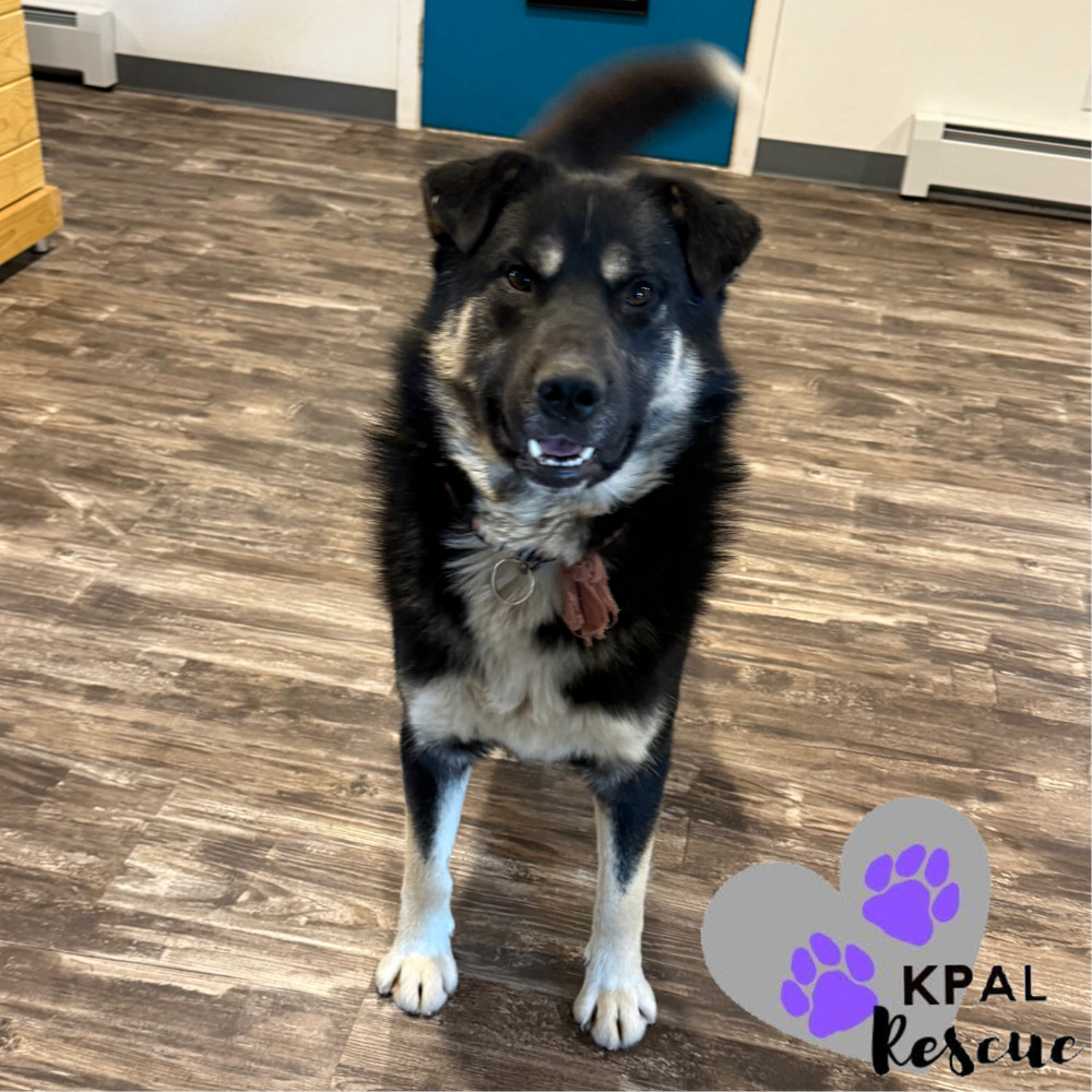 Elmo, an adoptable Mixed Breed in Kenai, AK, 99611 | Photo Image 4