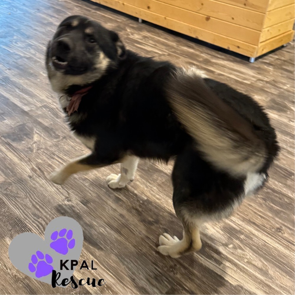 Elmo, an adoptable Mixed Breed in Kenai, AK, 99611 | Photo Image 5