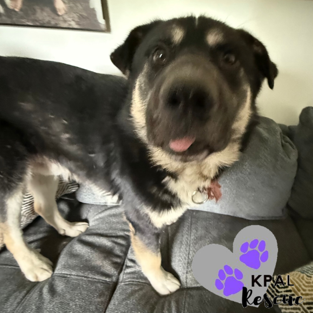 Elmo, an adoptable Mixed Breed in Kenai, AK, 99611 | Photo Image 6
