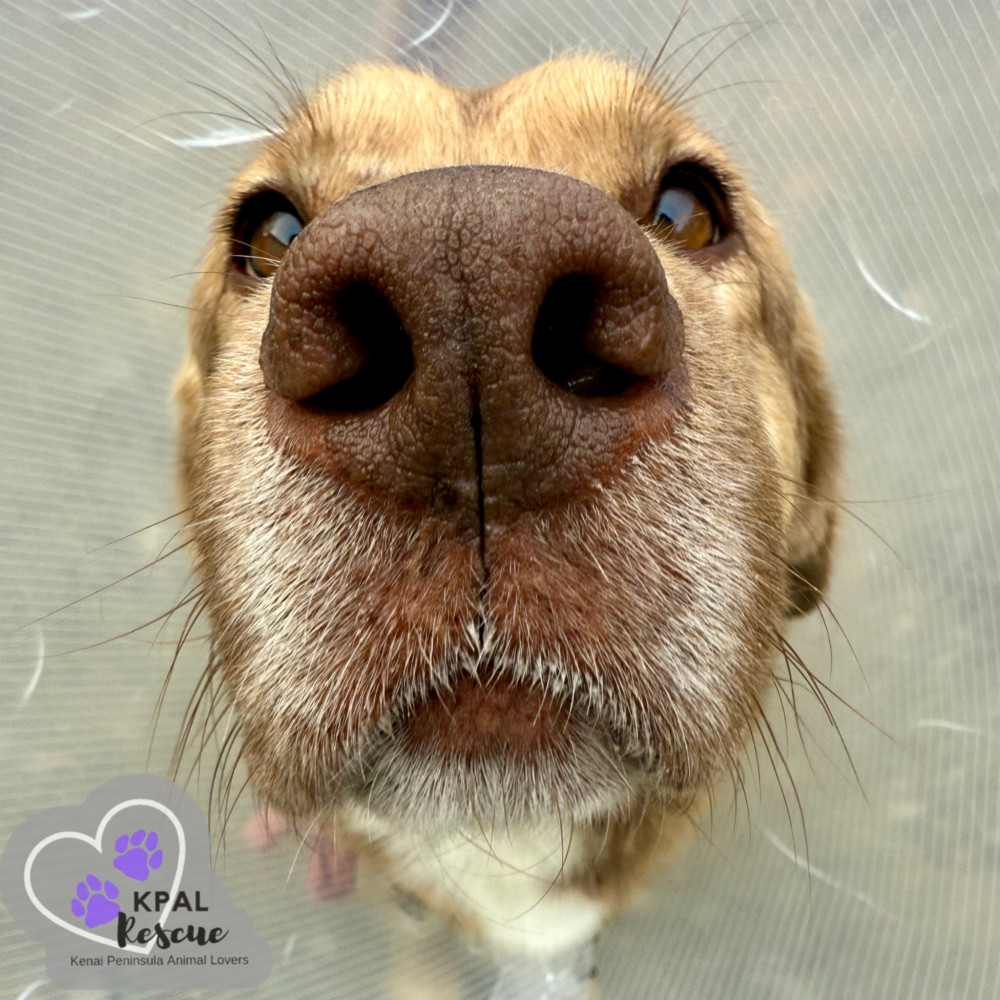 Pika, an adoptable Mixed Breed in Kenai, AK, 99611 | Photo Image 1