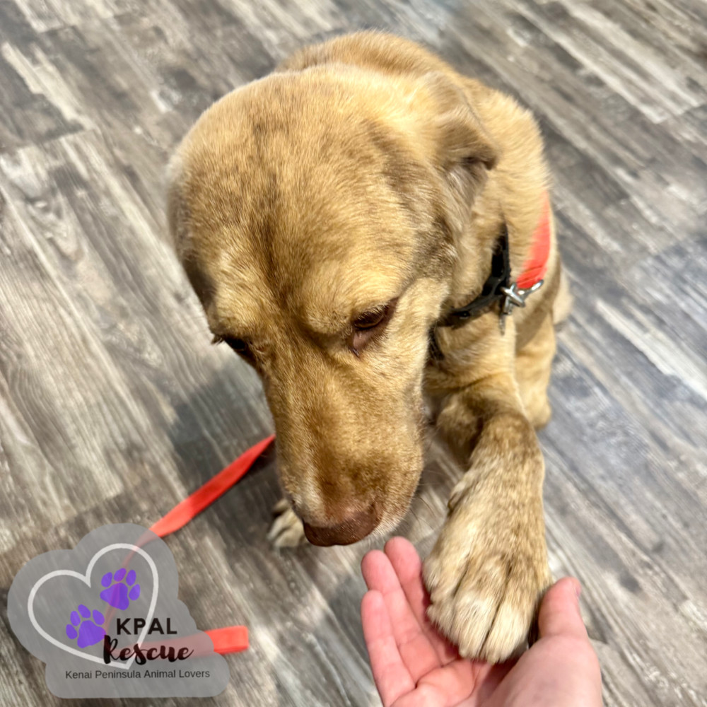 Pika, an adoptable Mixed Breed in Kenai, AK, 99611 | Photo Image 2