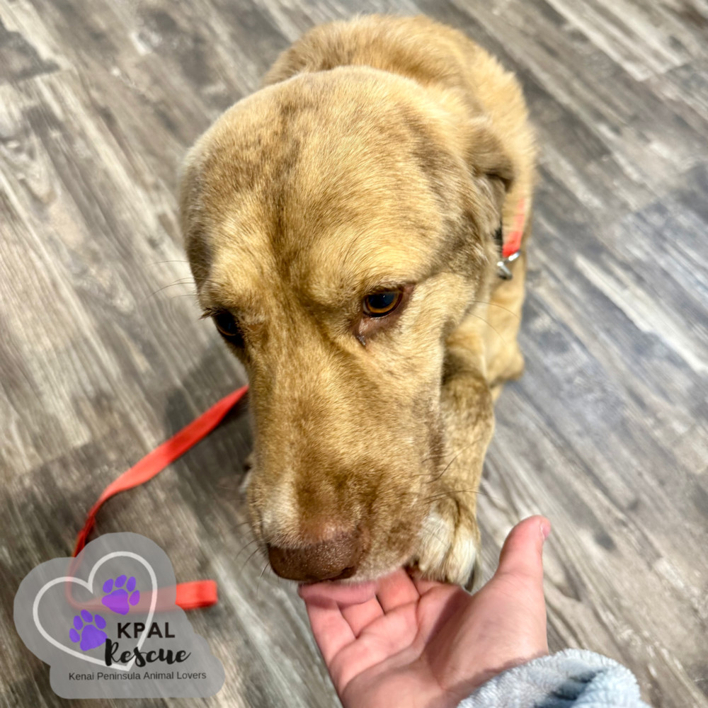 Pika, an adoptable Mixed Breed in Kenai, AK, 99611 | Photo Image 3