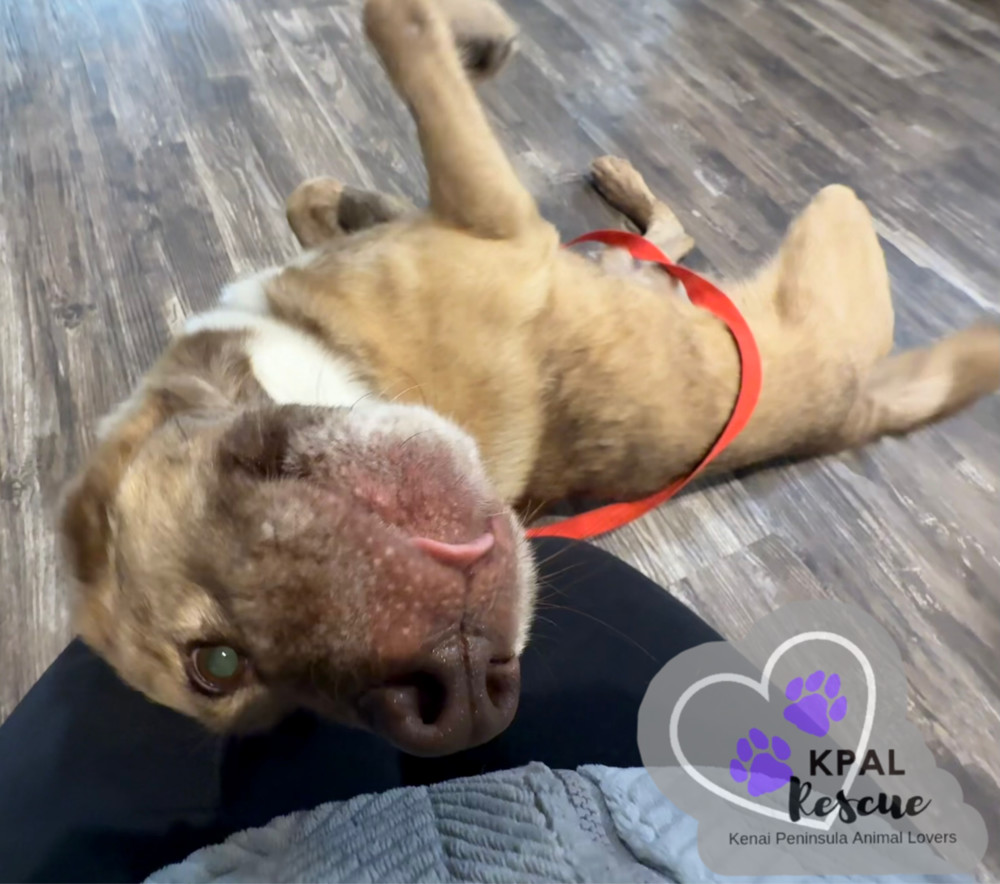 Pika, an adoptable Mixed Breed in Kenai, AK, 99611 | Photo Image 4