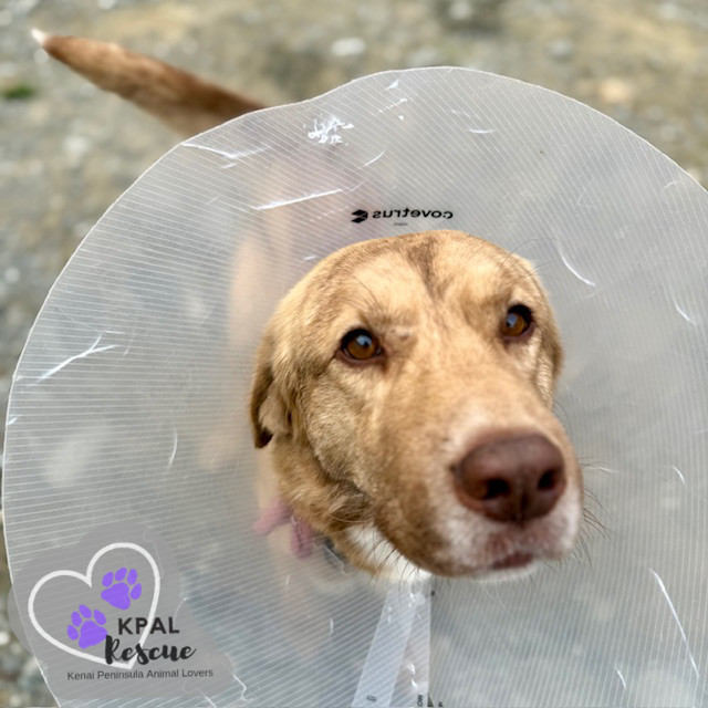 Pika, an adoptable Mixed Breed in Kenai, AK, 99611 | Photo Image 5