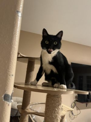 Binx, Young Male Domestic Short Hair