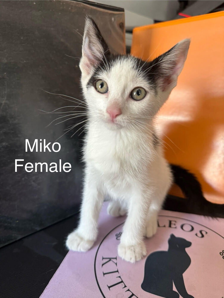 Miko