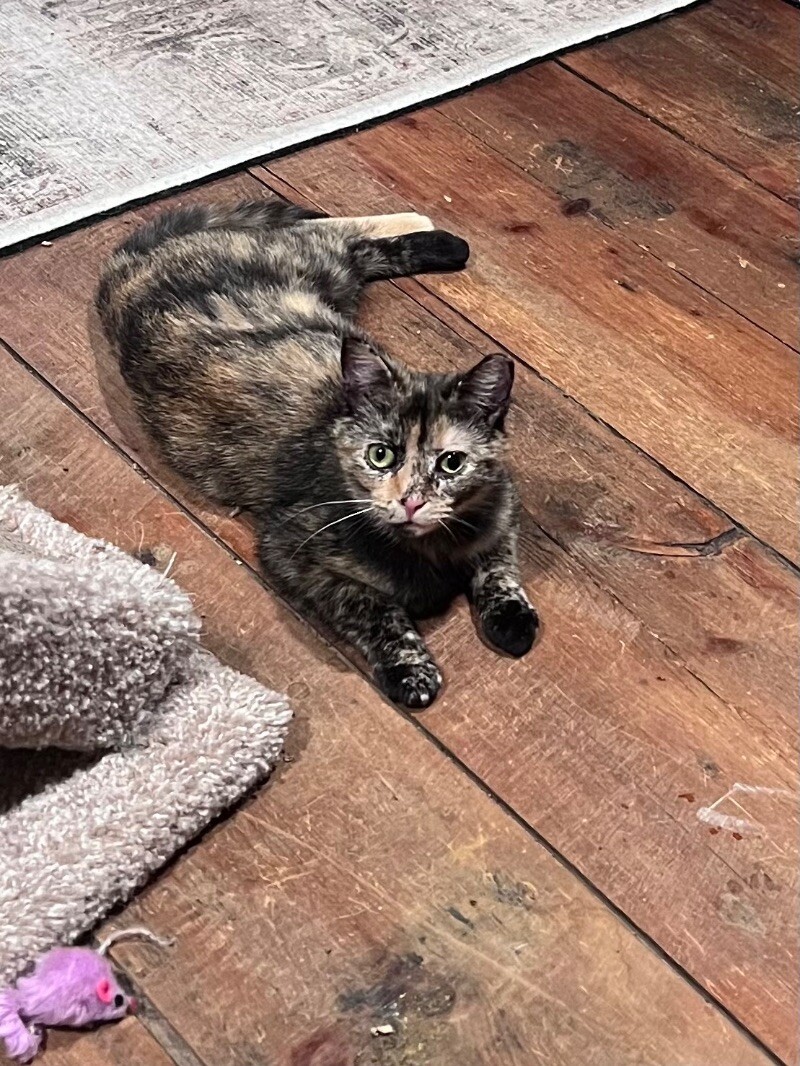 Hazel