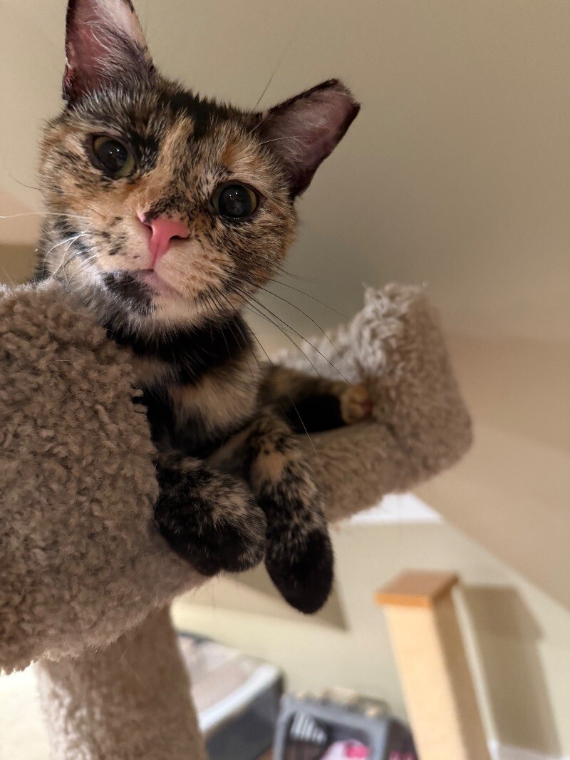Hazel