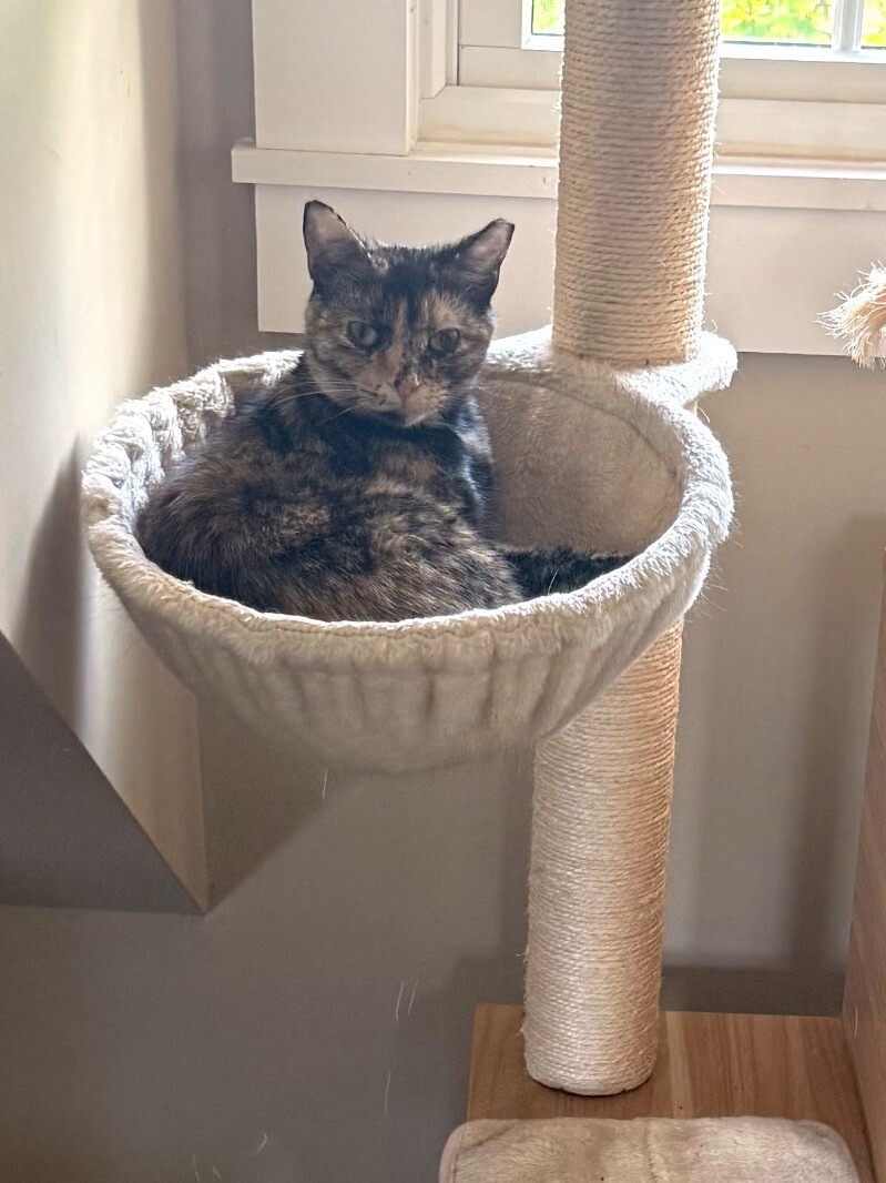 Hazel