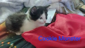 84-Cookie Monster, Baby Female Domestic Long Hair