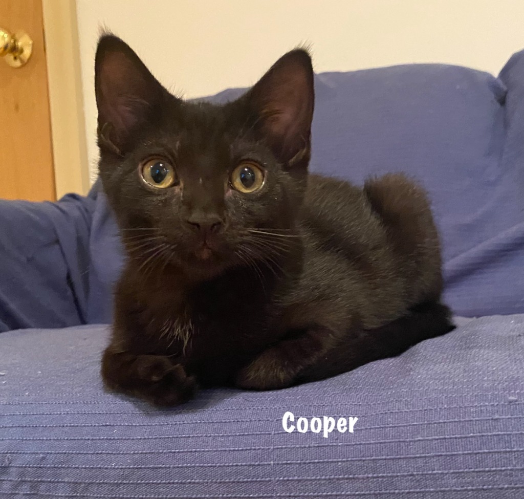 72B-Cooper