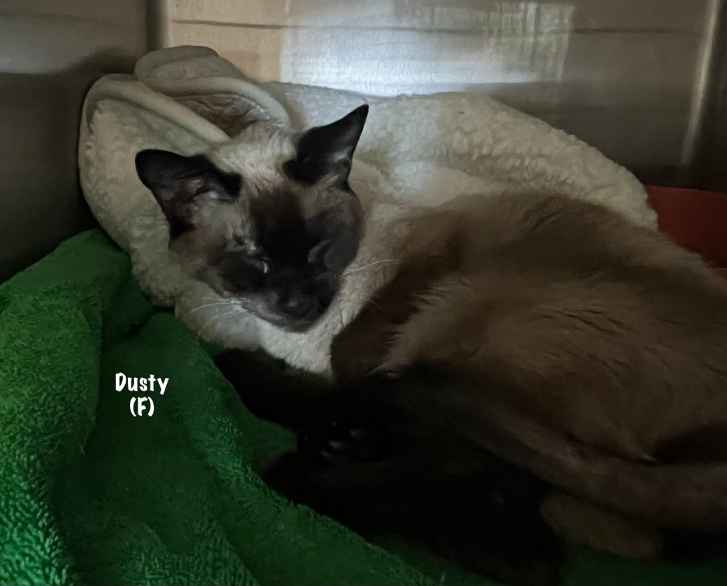 1/2-80-Dusty