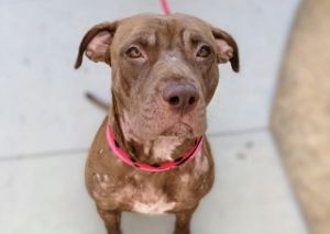 Moondoggie*, Adult Female Pit Bull Terrier