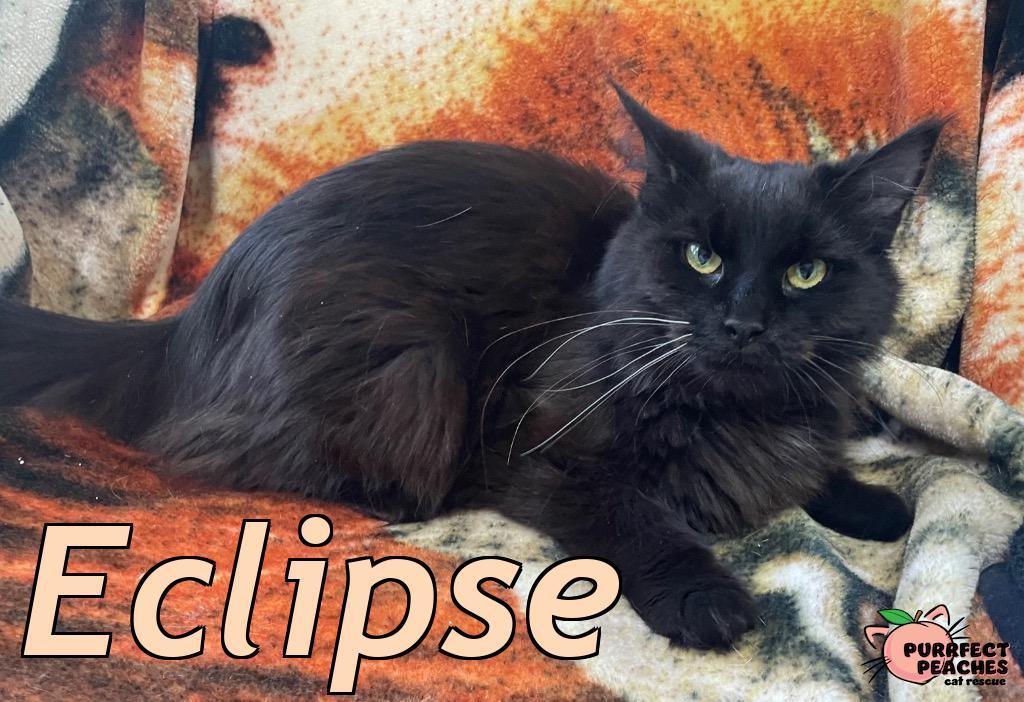 Eclipse, an adoptable Burmese in Douglasville, GA, 30135 | Photo Image 1