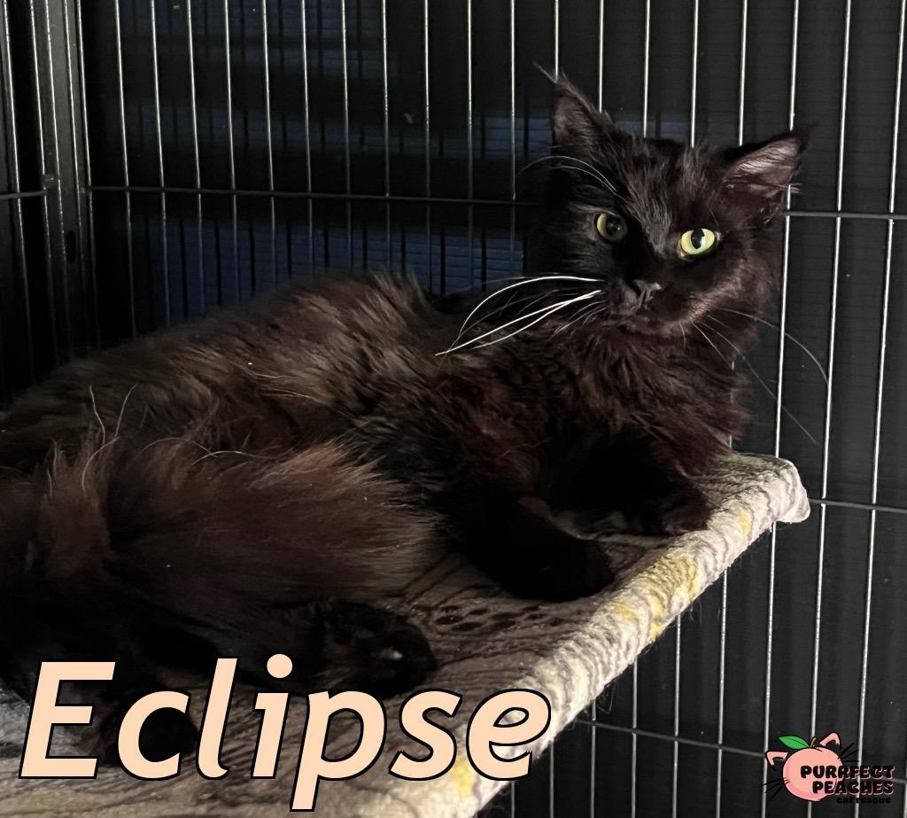 Eclipse, an adoptable Burmese in Douglasville, GA, 30135 | Photo Image 3