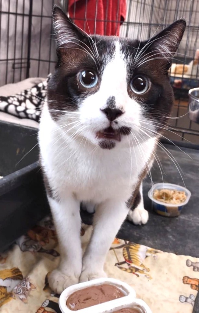 Kitty Snowshoe, an adoptable Domestic Short Hair, Snowshoe in Ogden, UT, 84409 | Photo Image 1