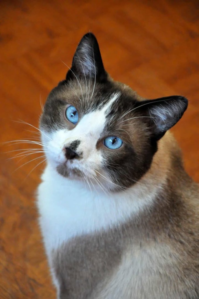 Kitty Snowshoe, an adoptable Domestic Short Hair, Snowshoe in Ogden, UT, 84409 | Photo Image 1