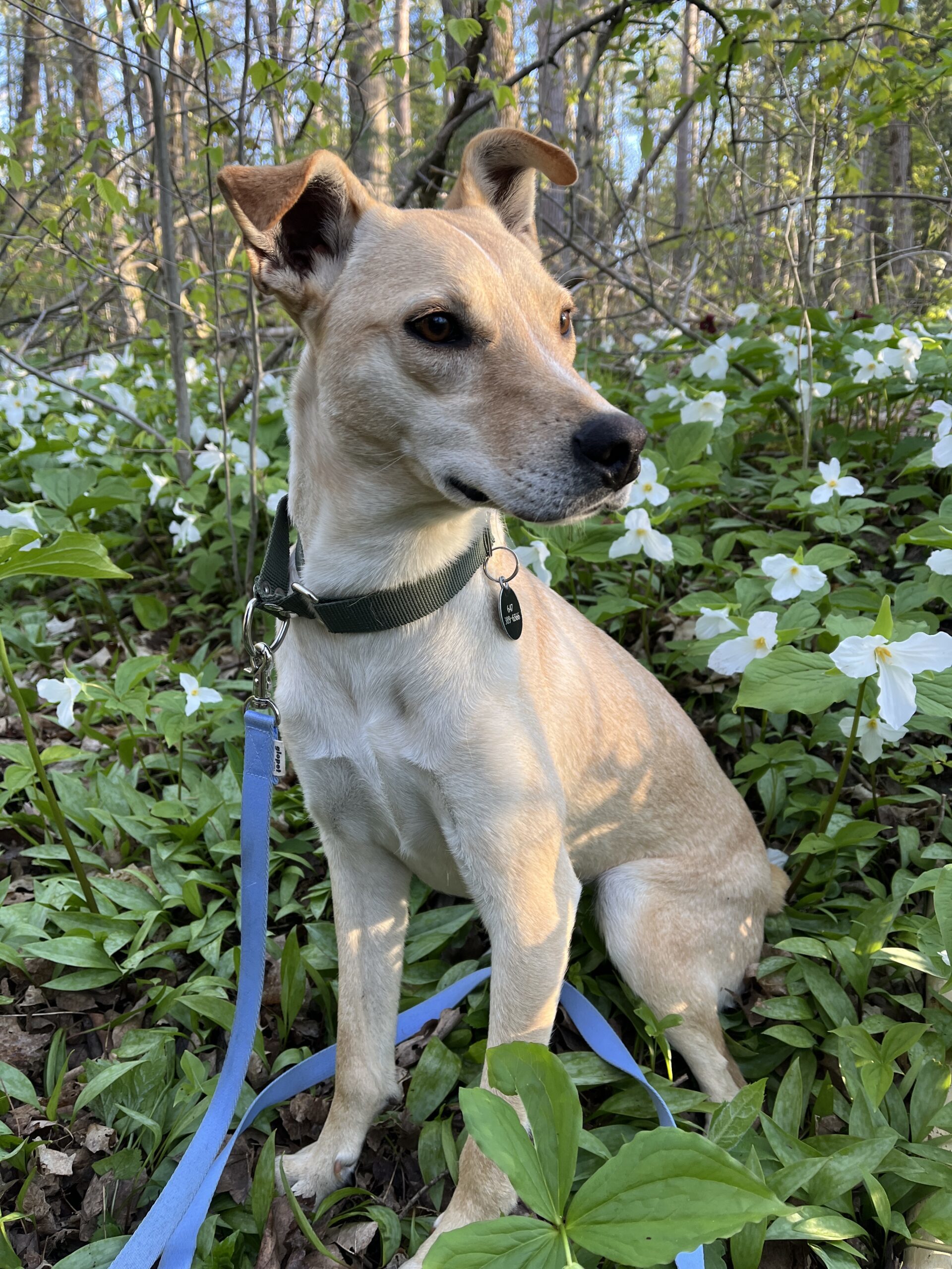 Marigold, an adoptable Mixed Breed in Sunderland, ON, L0C 1H0 | Photo Image 1