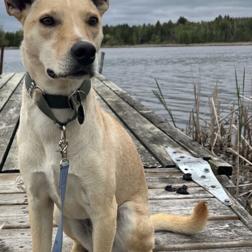 Marigold, an adoptable Mixed Breed in Sunderland, ON, L0C 1H0 | Photo Image 2