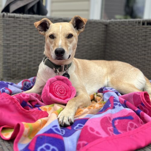 Marigold, an adoptable Mixed Breed in Sunderland, ON, L0C 1H0 | Photo Image 3