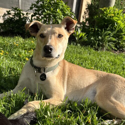 Marigold, an adoptable Mixed Breed in Sunderland, ON, L0C 1H0 | Photo Image 5