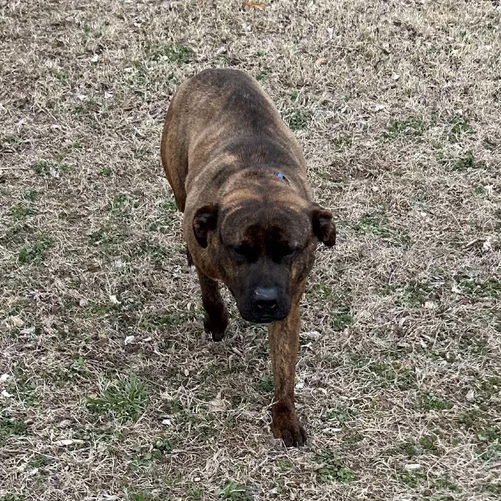 Bagheera