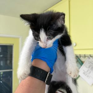 COH-A-63820, Baby Female Domestic Short Hair