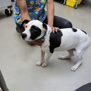 Waffles 25-1184, Young Female unknown