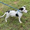 Waffles 25-1184 photo 2