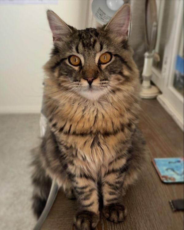 Leo