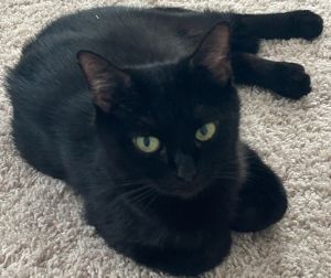 Momma Kitty, Young Female Domestic Short Hair