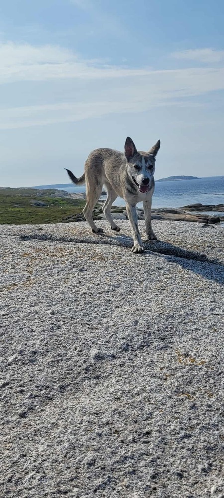 Trinity, an adoptable German Shepherd Dog, Husky in Halifax, NS, B3J 3A5 | Photo Image 1