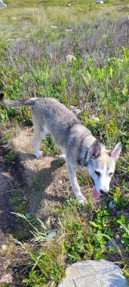 Trinity, an adoptable German Shepherd Dog, Husky in Halifax, NS, B3J 3A5 | Photo Image 2