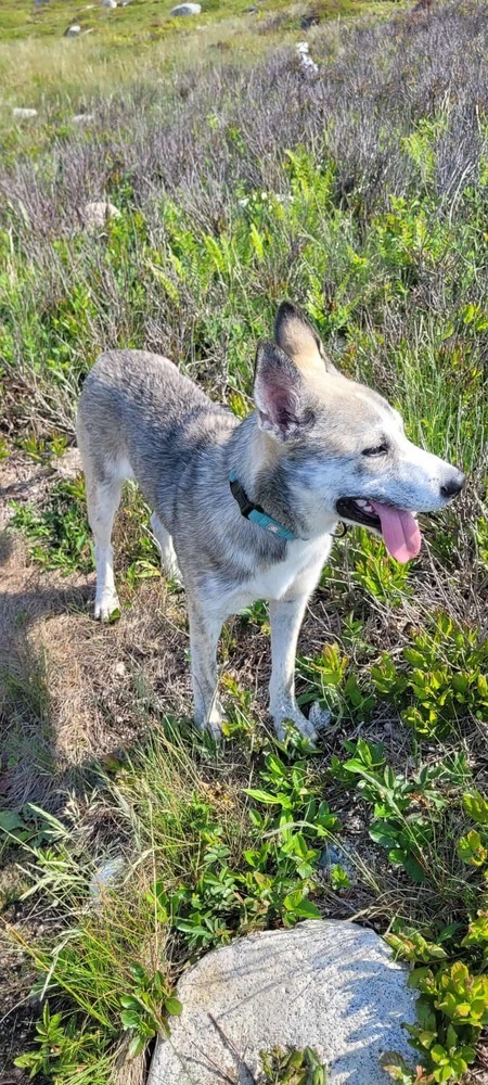 Trinity, an adoptable German Shepherd Dog, Husky in Halifax, NS, B3J 3A5 | Photo Image 5