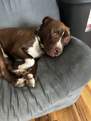 ZEPPELIN, Adult Male Pit Bull Terrier
