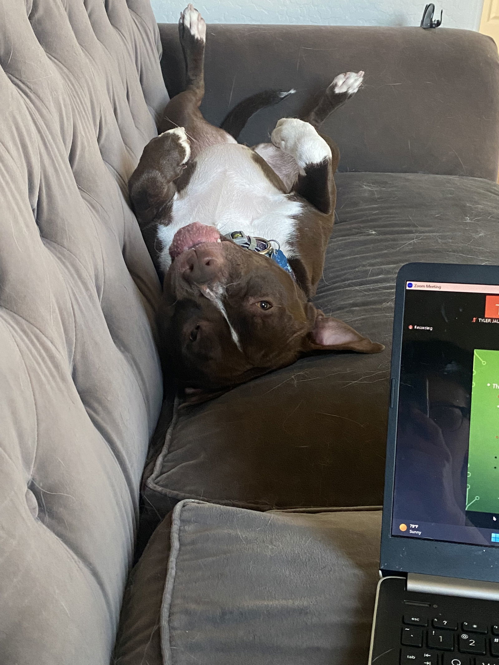 ZEPPELIN