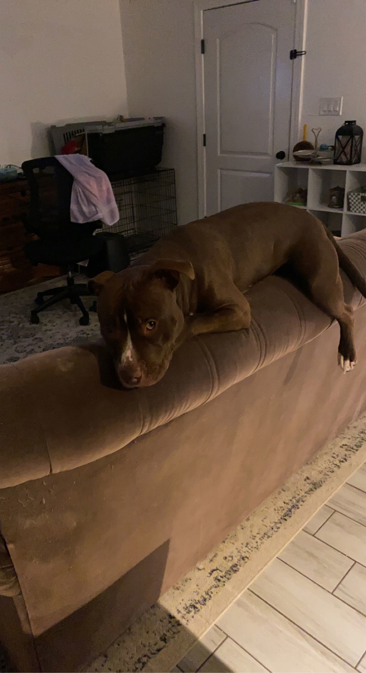 ZEPPELIN